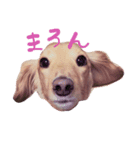 マロンちゃんは今日も元気です（個別スタンプ：7）
