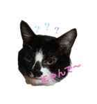 ペッターズ（個別スタンプ：1）