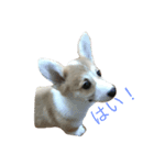 ペッターズ（個別スタンプ：4）