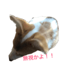 ペッターズ（個別スタンプ：6）