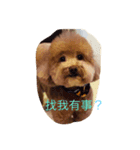 Can I help you？（個別スタンプ：1）