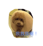 Can I help you？（個別スタンプ：4）