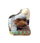 Can I help you？（個別スタンプ：5）