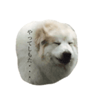 YONEYA DOG（個別スタンプ：1）