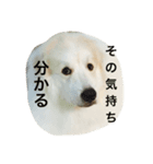 YONEYA DOG（個別スタンプ：2）