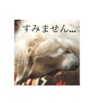 YONEYA DOG（個別スタンプ：5）