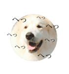 YONEYA DOG（個別スタンプ：6）