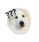YONEYA DOG（個別スタンプ：7）