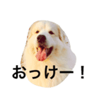YONEYA DOG（個別スタンプ：8）