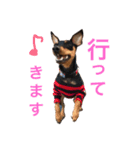 Miniature Pinscher BOMI Everyday（個別スタンプ：1）