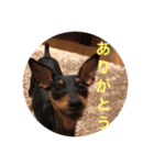 Miniature Pinscher BOMI Everyday（個別スタンプ：2）