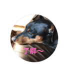 Miniature Pinscher BOMI Everyday（個別スタンプ：3）