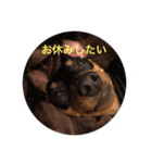 Miniature Pinscher BOMI Everyday（個別スタンプ：5）