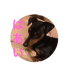 Miniature Pinscher BOMI Everyday（個別スタンプ：7）