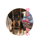 Miniature Pinscher BOMI Everyday（個別スタンプ：8）