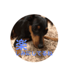 Miniature Pinscher BOMI Everyday（個別スタンプ：9）