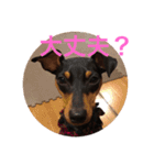 Miniature Pinscher BOMI Everyday（個別スタンプ：10）