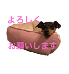 Miniature Pinscher BOMI Everyday（個別スタンプ：11）