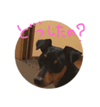 Miniature Pinscher BOMI Everyday（個別スタンプ：12）