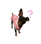 Miniature Pinscher BOMI Everyday（個別スタンプ：13）