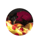 Miniature Pinscher BOMI Everyday（個別スタンプ：15）