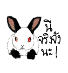 Freelance-Rabbit（個別スタンプ：20）