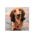 愛犬サン君（個別スタンプ：1）