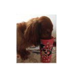 愛犬サン君（個別スタンプ：2）