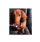 愛犬サン君（個別スタンプ：3）