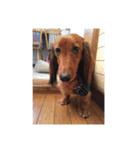 愛犬サン君（個別スタンプ：5）
