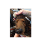 愛犬サン君（個別スタンプ：6）