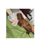 愛犬サン君（個別スタンプ：8）