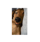 愛犬サン君（個別スタンプ：9）