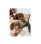 愛犬サン君（個別スタンプ：12）