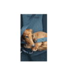 愛犬サン君（個別スタンプ：13）