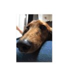 愛犬サン君（個別スタンプ：14）