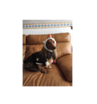 愛犬サン君（個別スタンプ：15）