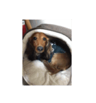 愛犬サン君（個別スタンプ：16）