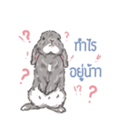 JP HOUSE Bunnies（個別スタンプ：17）