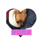 タロ 可愛い（個別スタンプ：1）