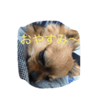 タロ 可愛い（個別スタンプ：4）