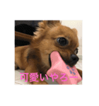 タロ 可愛い（個別スタンプ：5）