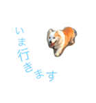 コーギー日常（個別スタンプ：1）
