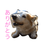 コーギー日常（個別スタンプ：3）