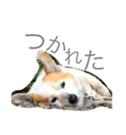 コーギー日常（個別スタンプ：5）