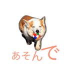 コーギー日常（個別スタンプ：6）