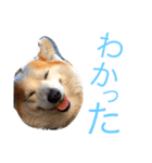 コーギー日常（個別スタンプ：7）