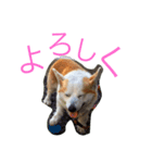 コーギー日常（個別スタンプ：10）