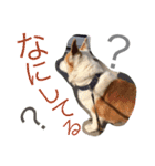 コーギー日常（個別スタンプ：11）