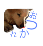 コーギー日常（個別スタンプ：14）